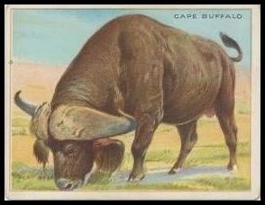 16 Cape Buffalo